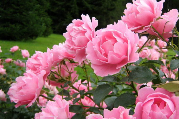 Как посадить розу — правильное выращивание весной и осенью в саду